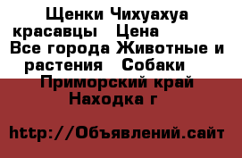 Щенки Чихуахуа красавцы › Цена ­ 9 000 - Все города Животные и растения » Собаки   . Приморский край,Находка г.